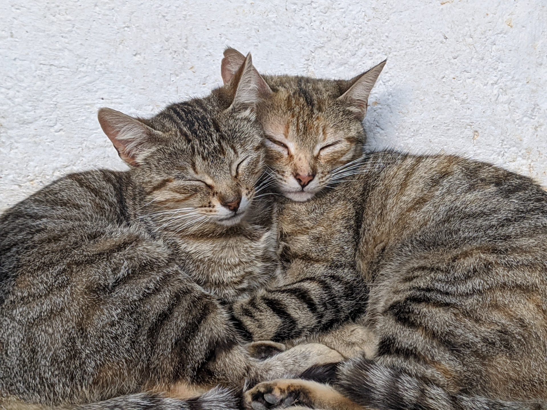 Katze Kastrieren Sterilisieren Unterschied Vor Nachteile