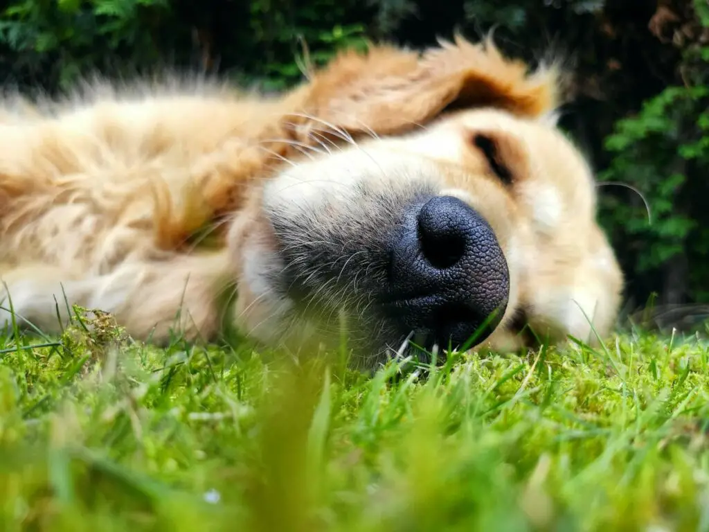 Hund frisst aus Langeweile Gras