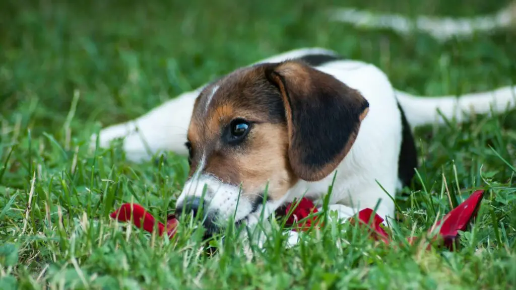 ist Grasfressen für Hunde gesund