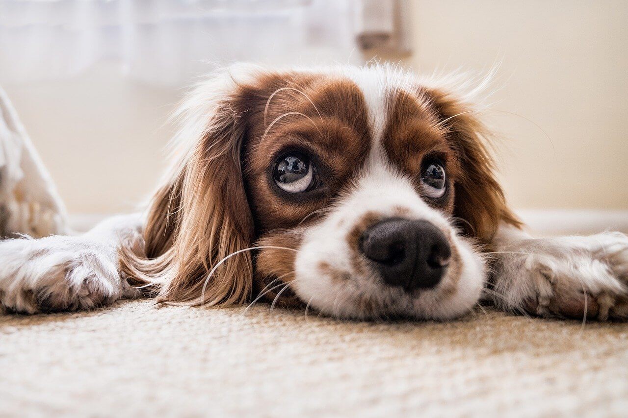 Wie oft muss man mit dem Hund zum Tierarzt?