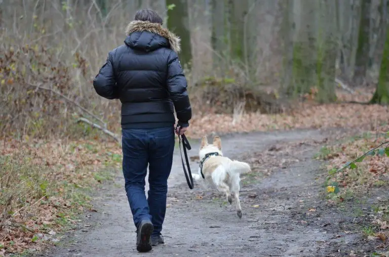 hund spazieren gehen im Wald
