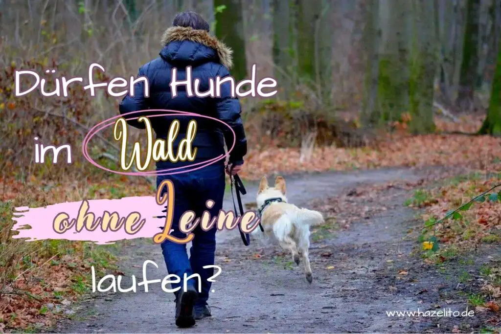 ᐅ Dürfen Hunde im Wald ohne Leine laufen? ᐊ