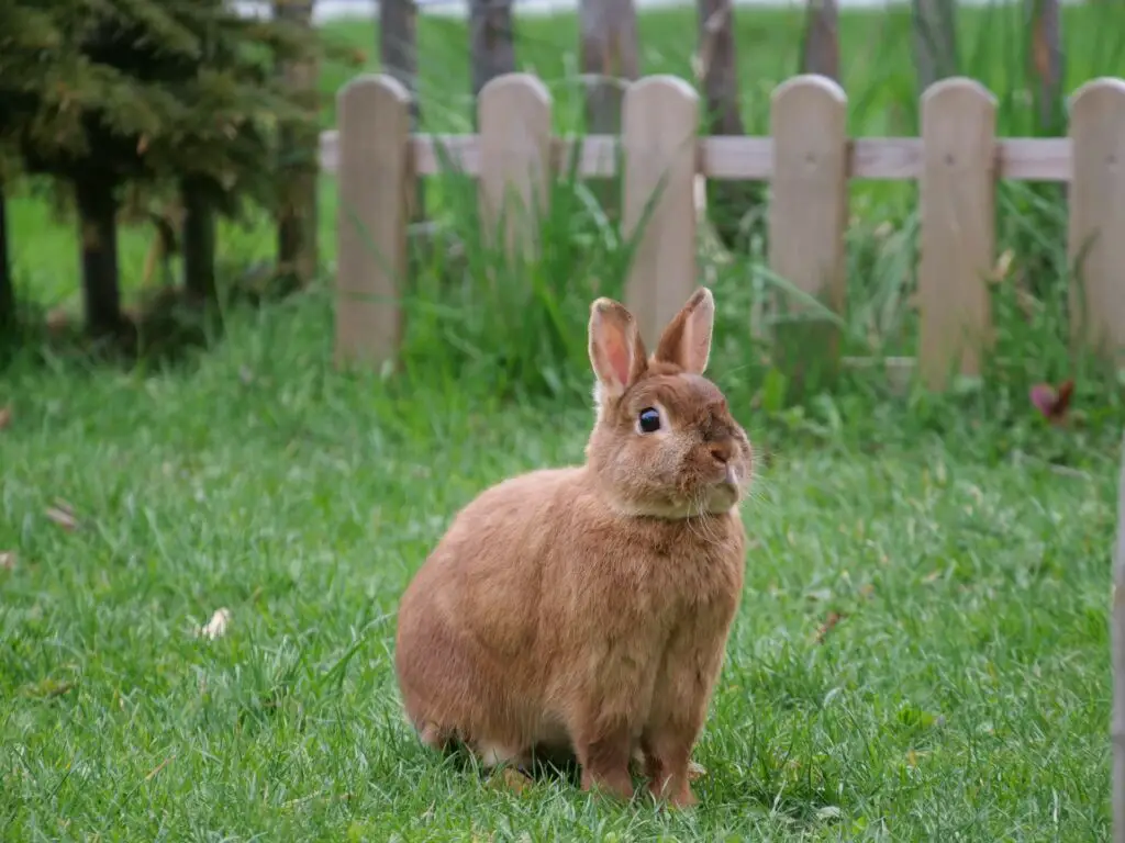 wie viel frisst ein kaninchen