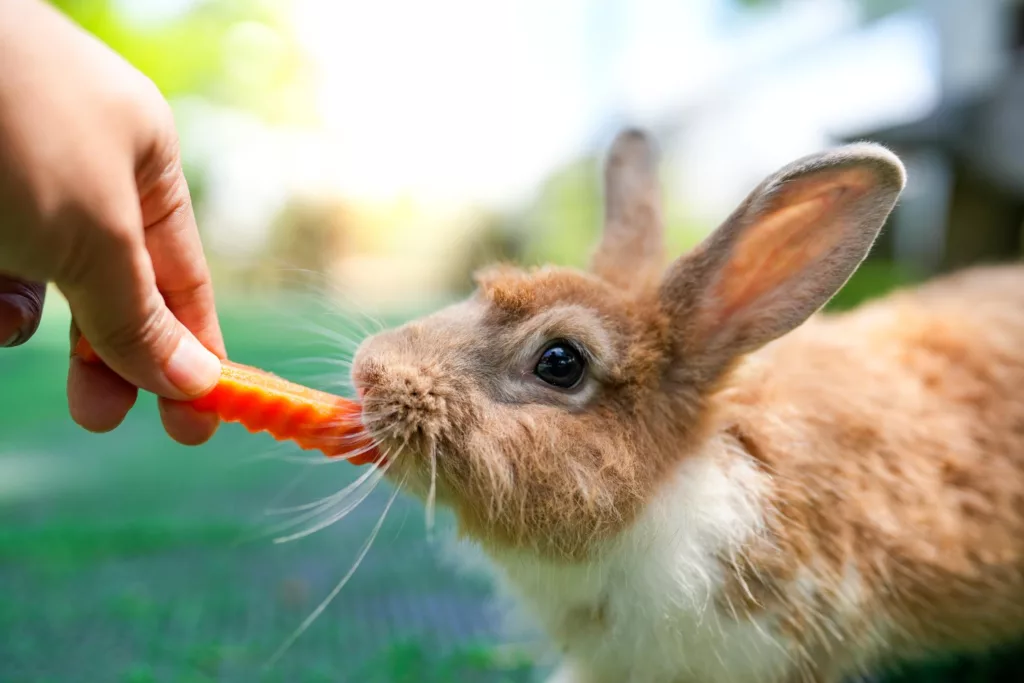 dürfen kaninchen möhren fressen?