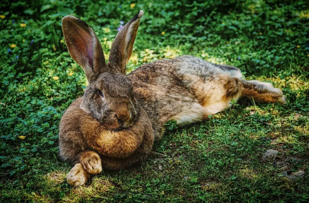 Kaninchen Im Sommer Draußen Bis Wieviel Grad Kaninchen im Sommer draußen halten:Wie lange & Wie abkühlen