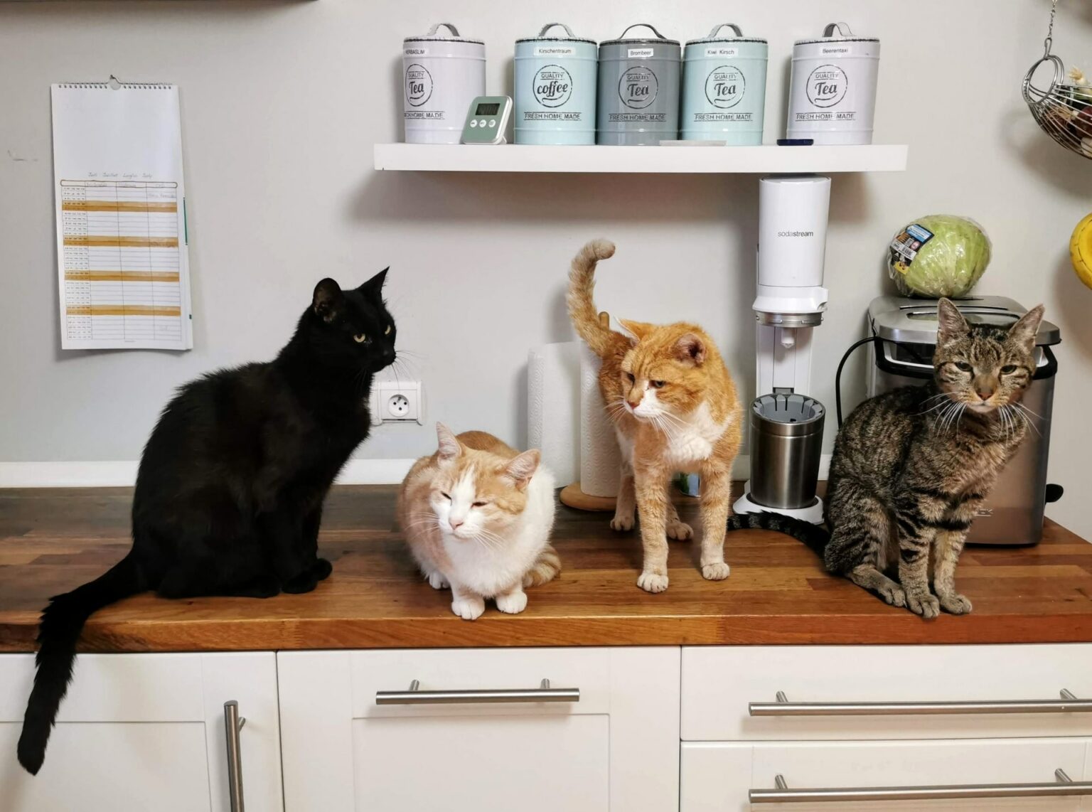 ᐅ Ab welchem Alter sollte man eine Katze kastrieren? ᐊ