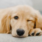 golden retriever Erziehung