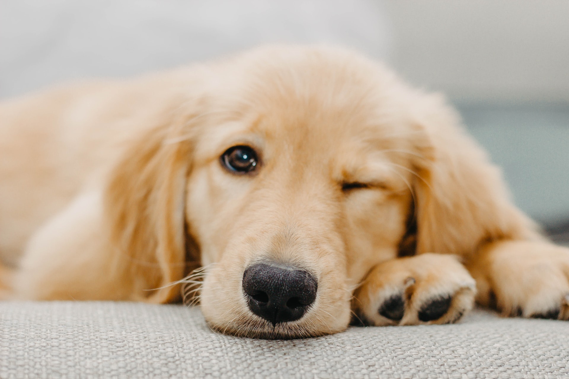 golden retriever Erziehung