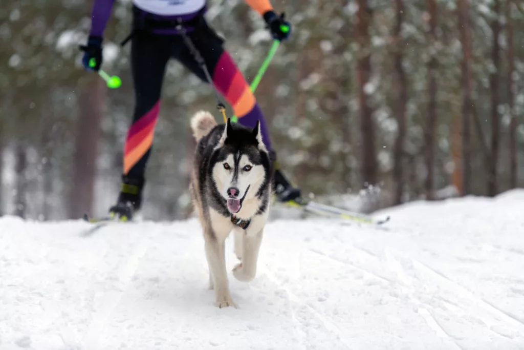 mit husky ski fahren