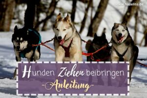hundezugsport - Hunden ziehen beibringen