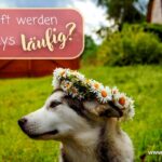 wie oft kommen huskys in die hitze?