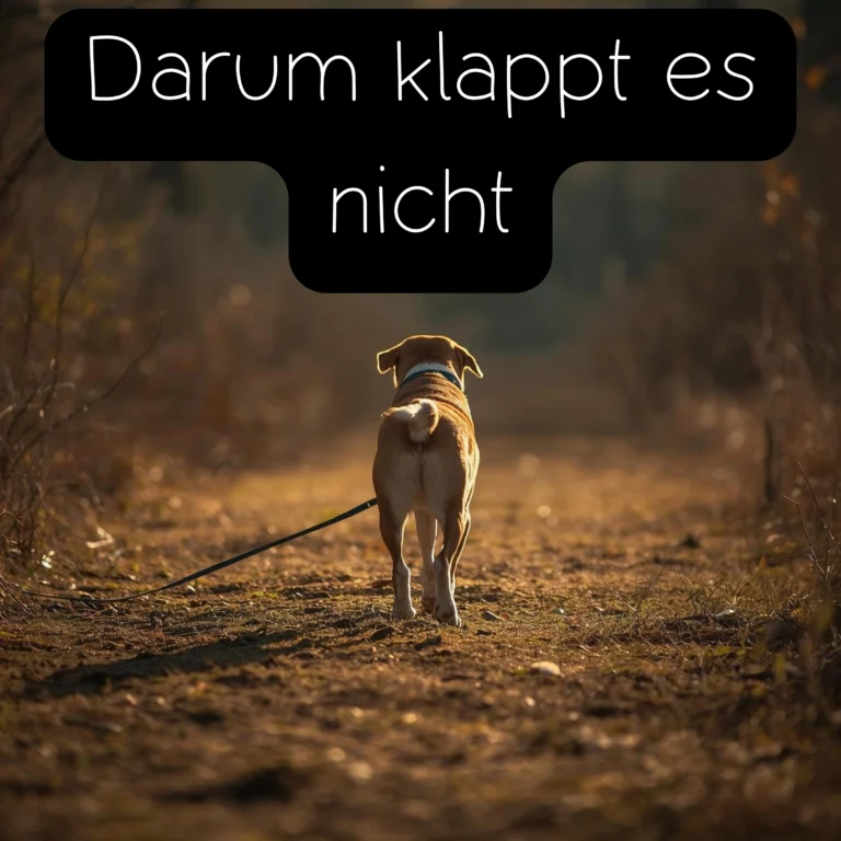 anti Jagdtraining Fehler