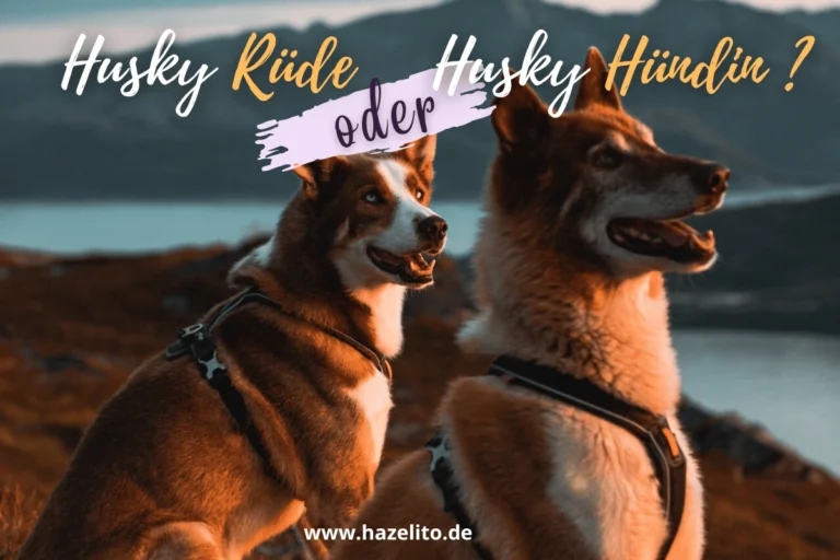 Pubertät husky rüde Husky hündin