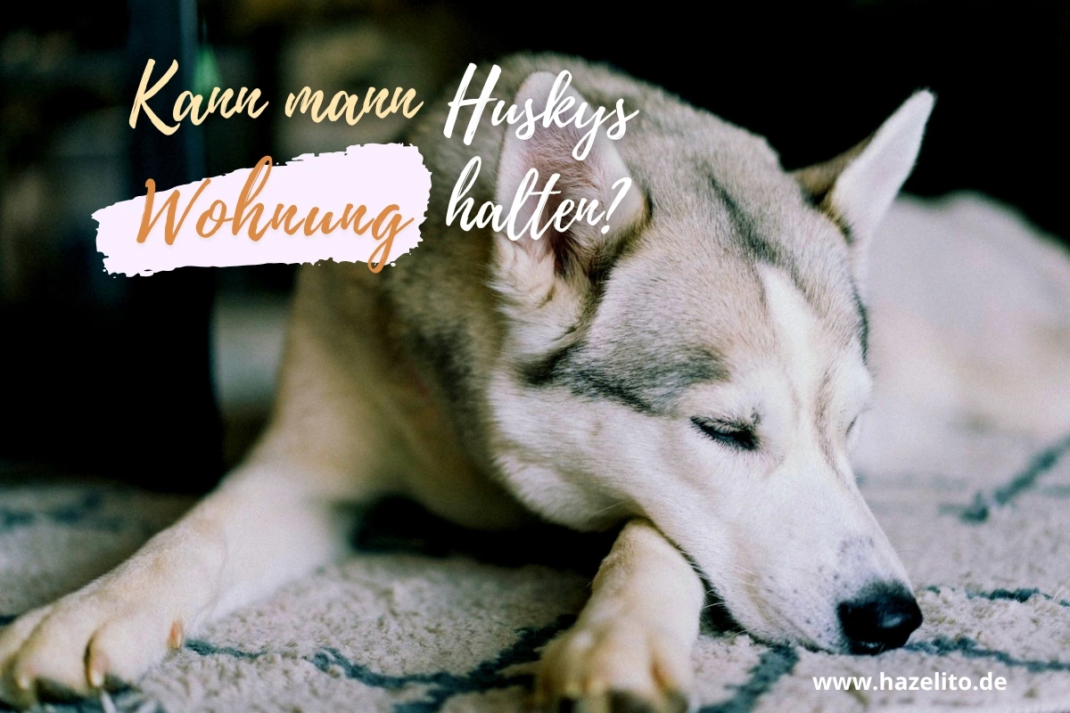 Husky schlafen